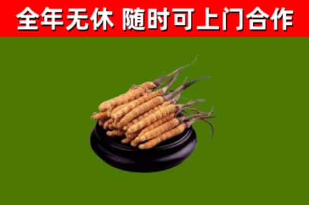 肥乡区回收散虫草